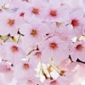 Meet your Posher, Ellen